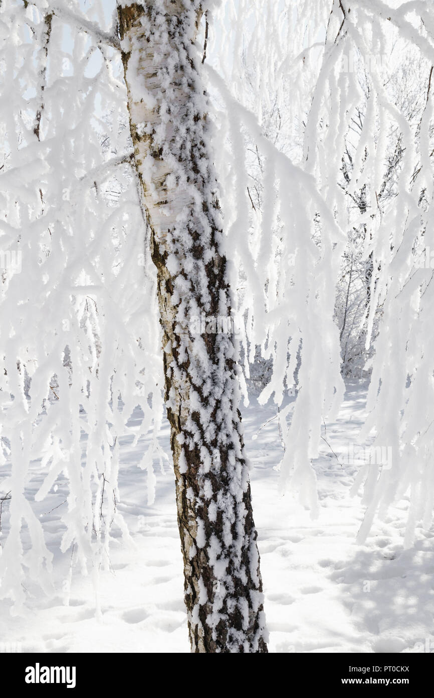 Close-up d'un tronc d'arbre en hiver, avec de la glace et de la neige. Banque D'Images