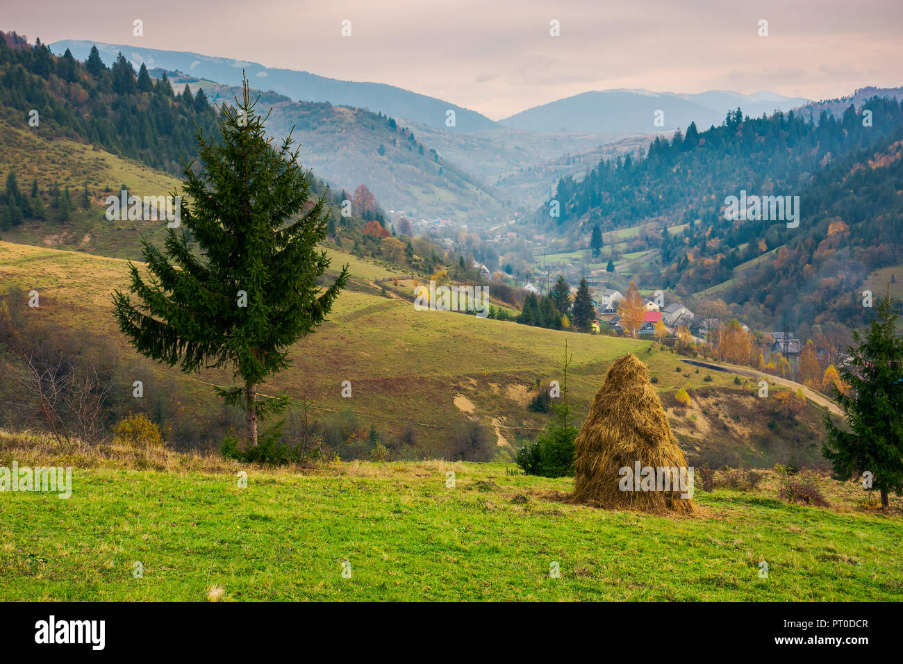 Belle région rurale de Carpates. haystack et sapin sur le bord d'une colline dans le village de la vallée brumeuse Banque D'Images