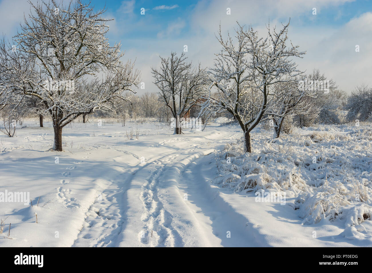 Paysage d'hiver pur avec une route en terre dans la région de orchard Banque D'Images