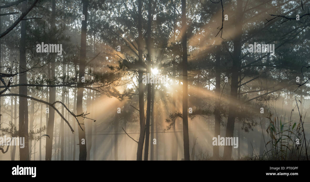 La ferme d'abeilles, les apiculteurs respectueux de l'environnement, la nature. Photo prise à l'aube avec le meilleur du soleil, magie de la lumière, du soleil et du brouillard Banque D'Images