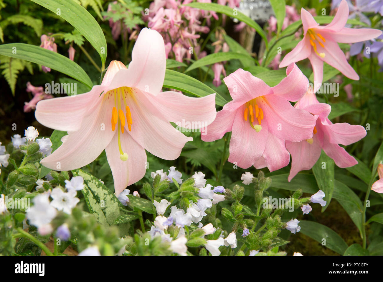 Lilium rubellum, connu sous le nom de jeune fille de Lily ou Yuri Otome, alpine avec underplanting de Pulmonaria, herbe de Banque D'Images