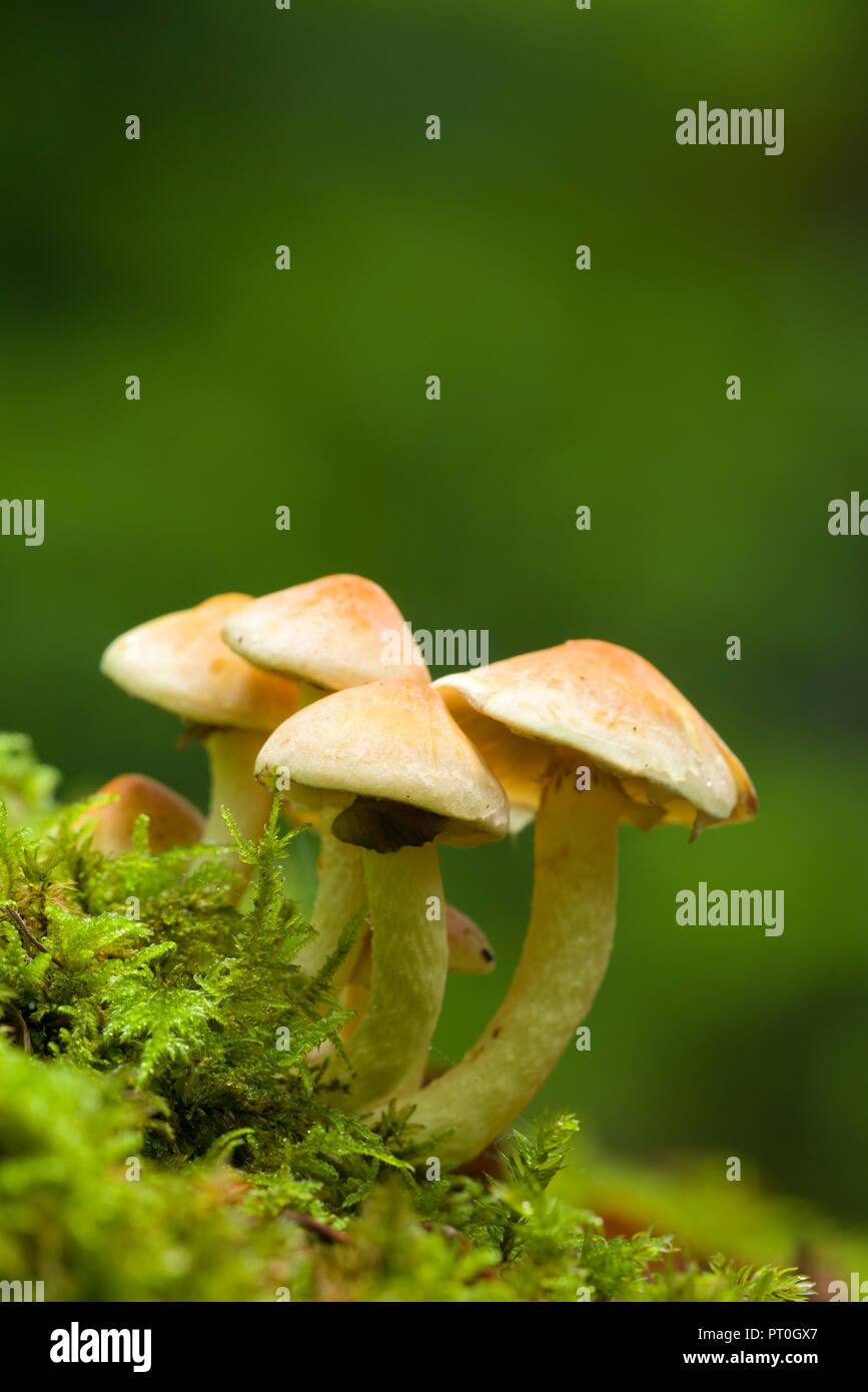 Un cluster de soufre (touffe Hypholoma fasciculare) champignons au bois de Beacon Hill dans les collines de Mendip, dans le Somerset en Angleterre. Aussi connu comme Woodlover en cluster. Banque D'Images