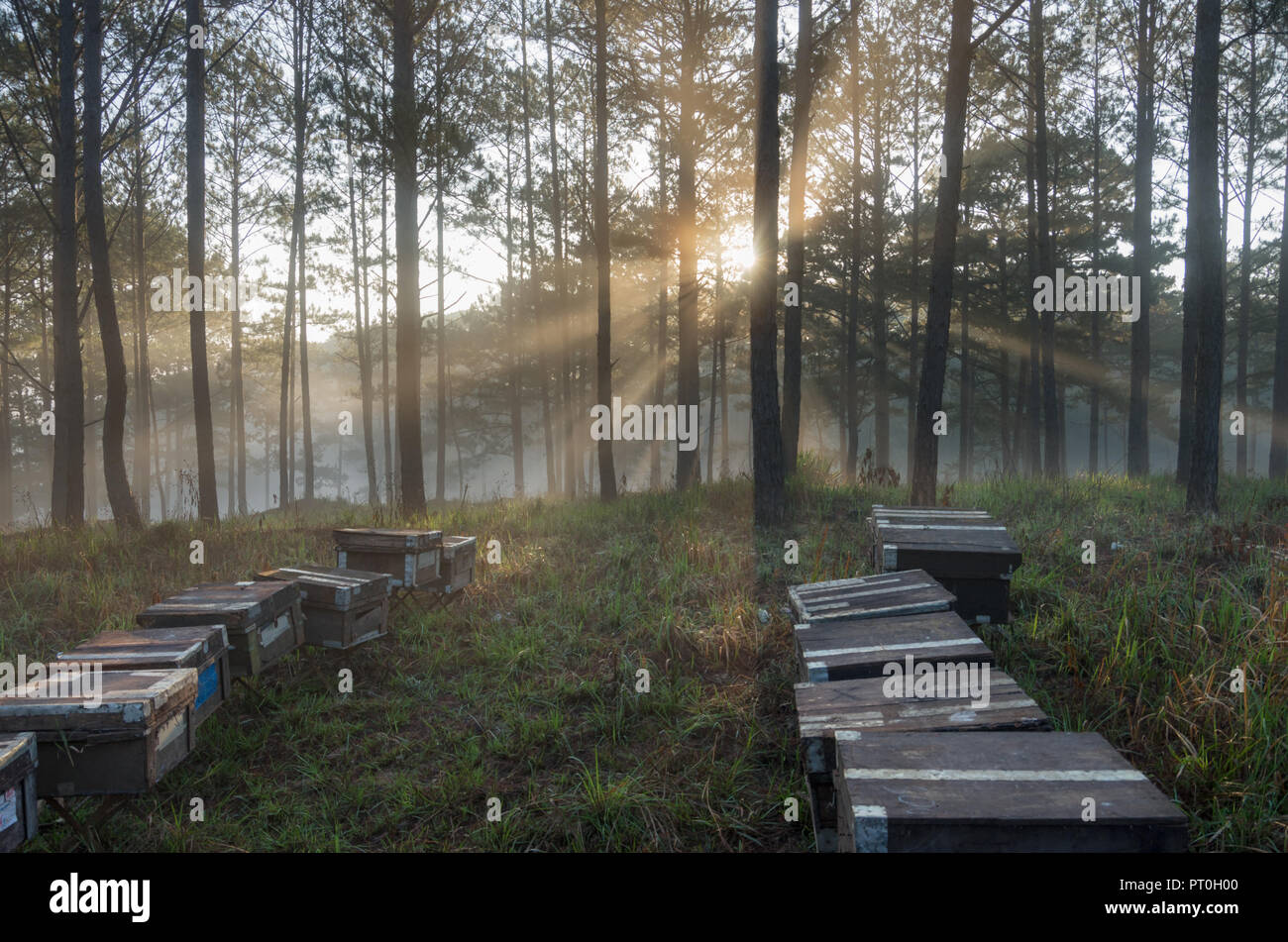 La ferme d'abeilles, les apiculteurs respectueux de l'environnement, la nature. Photo prise à l'aube avec le meilleur du soleil, magie de la lumière, du soleil et du brouillard Banque D'Images