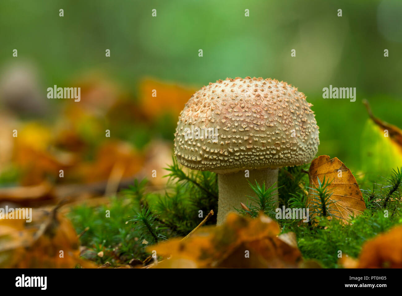 Un Blusher immatures (Amanita rubescens) mushroom dans la litière de feuilles et de la mousse de bois dans la région de Beacon Hill les collines de Mendip, Somerset, Angleterre. Banque D'Images