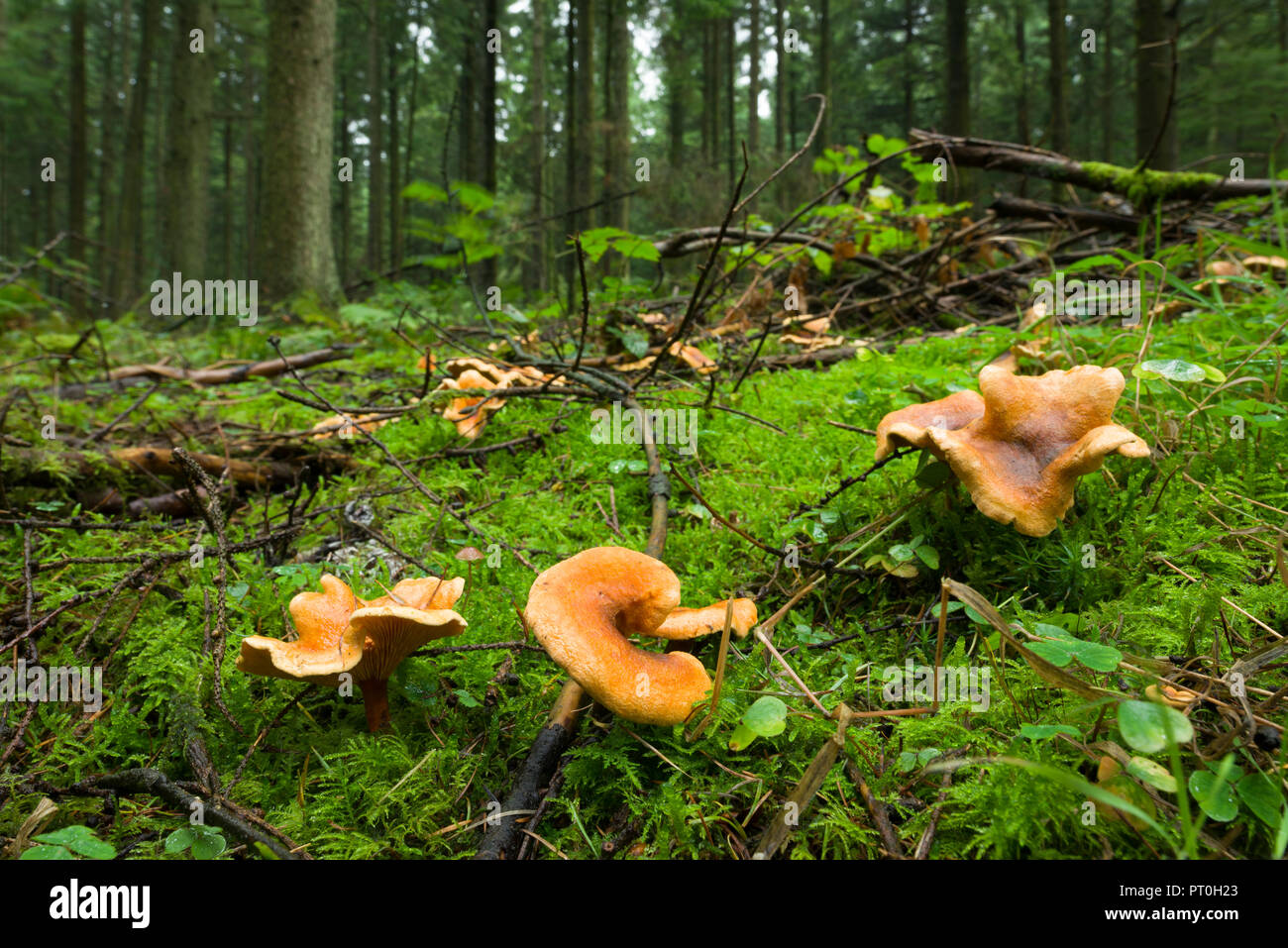 Fausse Chanterelle (Hygrophoropsis aurantiaca) mushroom sur un plancher de bois. Bois Stockhill, Somerset, Angleterre. Banque D'Images