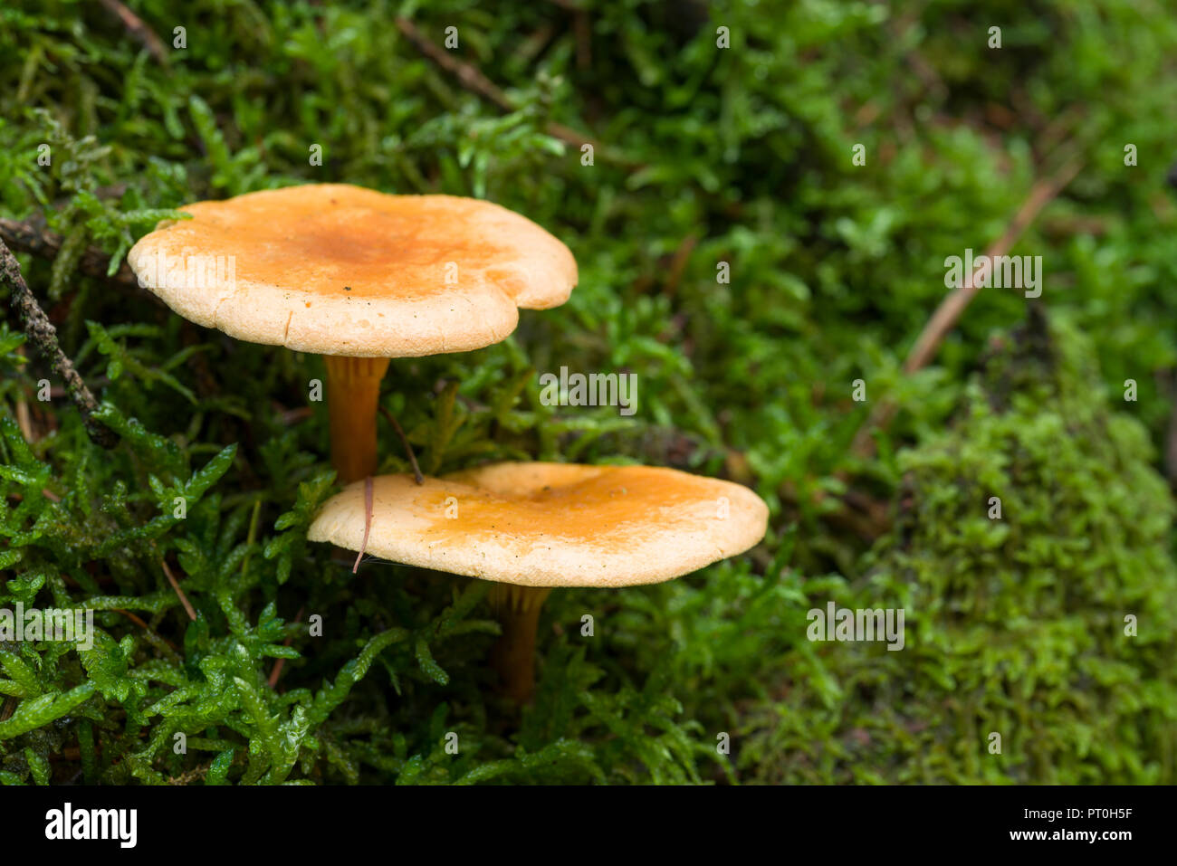 Fausse Chanterelle (Hygrophoropsis aurantiaca) champignons en bois Stockhill, Somerset, Angleterre. Banque D'Images