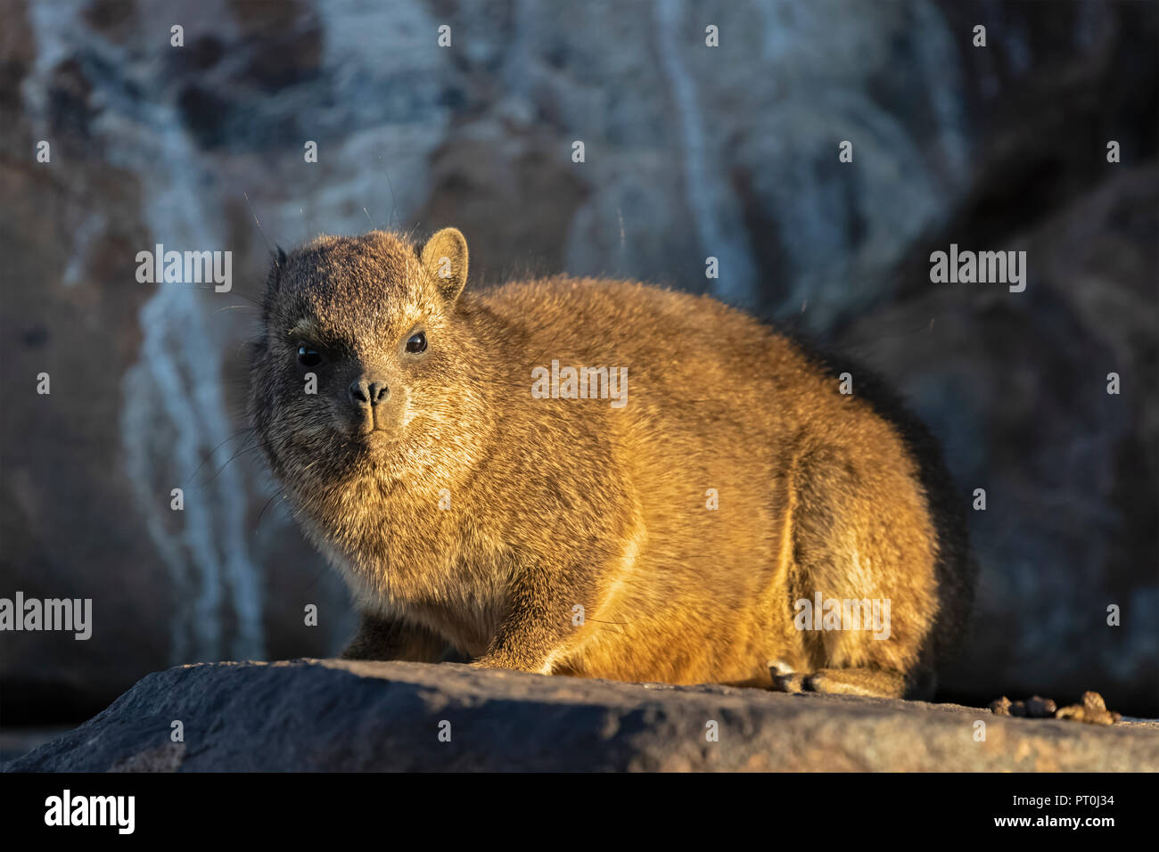 La Namibie, Keetmanshoop, Rock dassie, Procavia capensis Banque D'Images