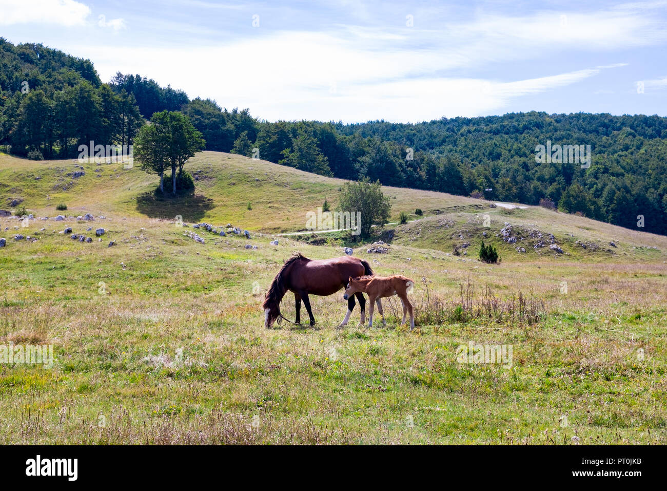 Mare avec poulain au Monténégro Banque D'Images