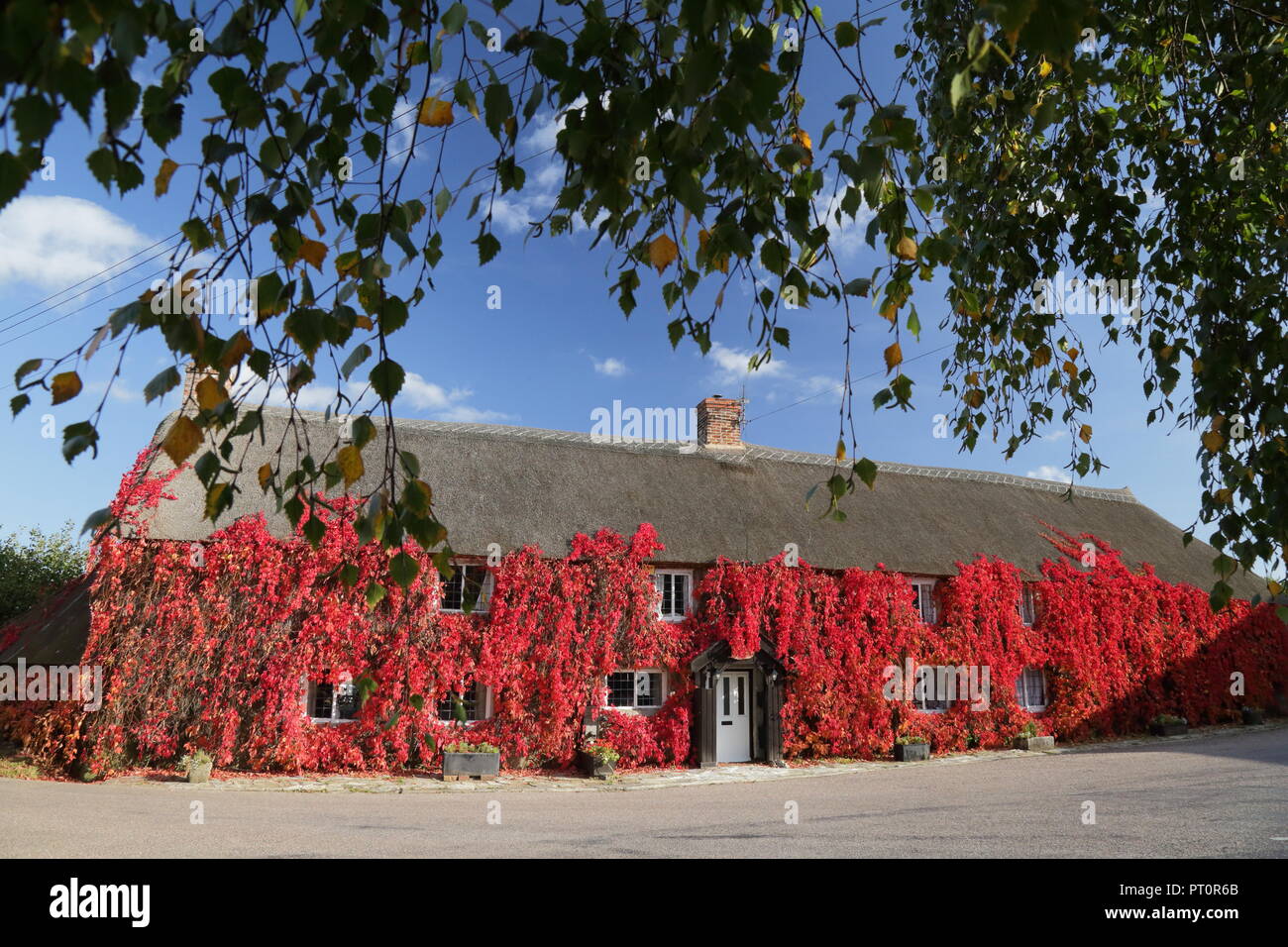 Chaumière couverte de lierre de Boston à l'automne Banque D'Images