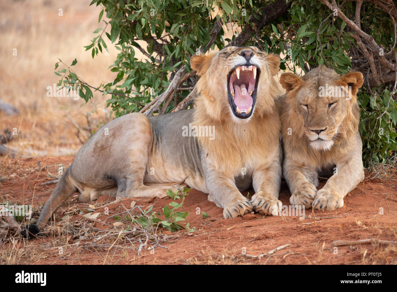 TSAVO EAST NATIONAL PARK, Kenya, Afrique - 25 février 2018 : les lions de Tsavo reposant à l'ombre d'un buisson dans la soirée Banque D'Images