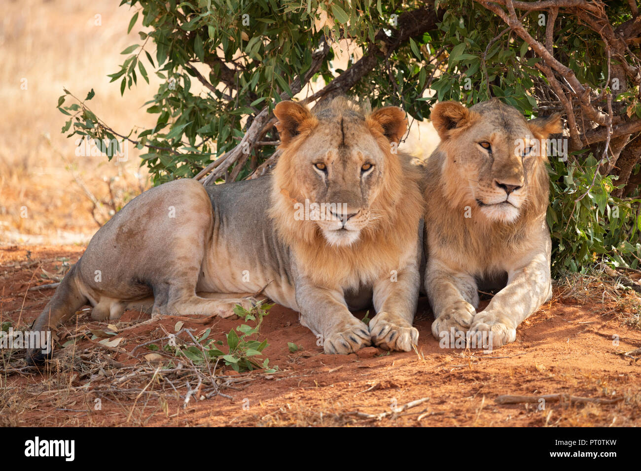 TSAVO EAST NATIONAL PARK, Kenya, Afrique - 25 février 2018 : les lions de Tsavo reposant à l'ombre d'un buisson dans la soirée Banque D'Images