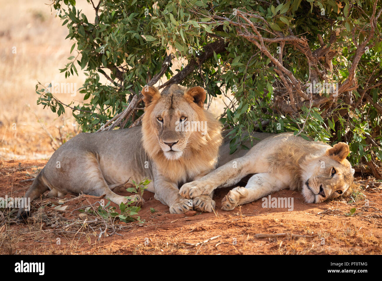 TSAVO EAST NATIONAL PARK, Kenya, Afrique - 25 février 2018 : les lions de Tsavo reposant à l'ombre d'un buisson dans la soirée Banque D'Images