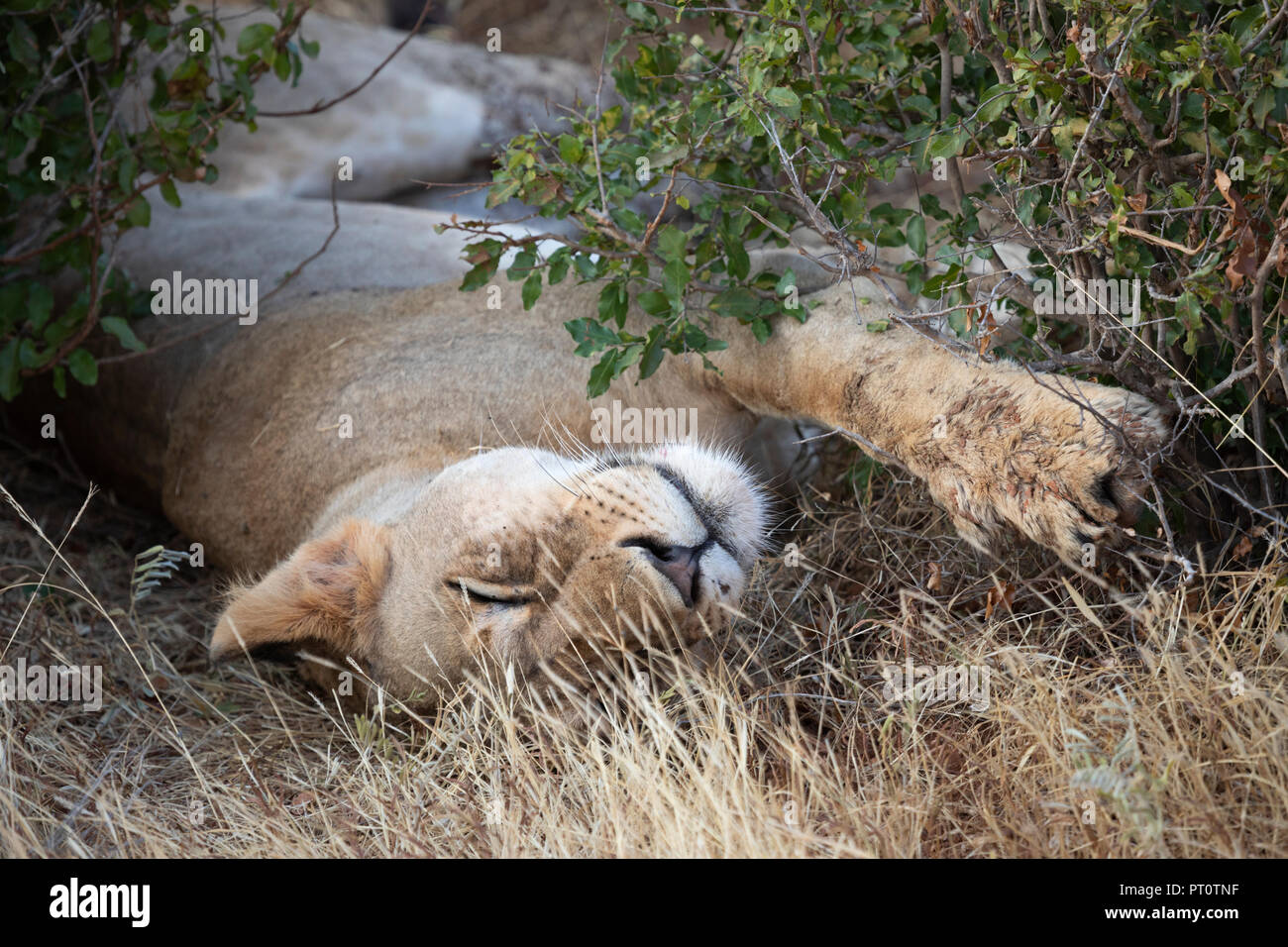 TSAVO EAST NATIONAL PARK, Kenya, Afrique - 25 février 2018 : les lions de Tsavo reposant à l'ombre d'un buisson dans la soirée Banque D'Images