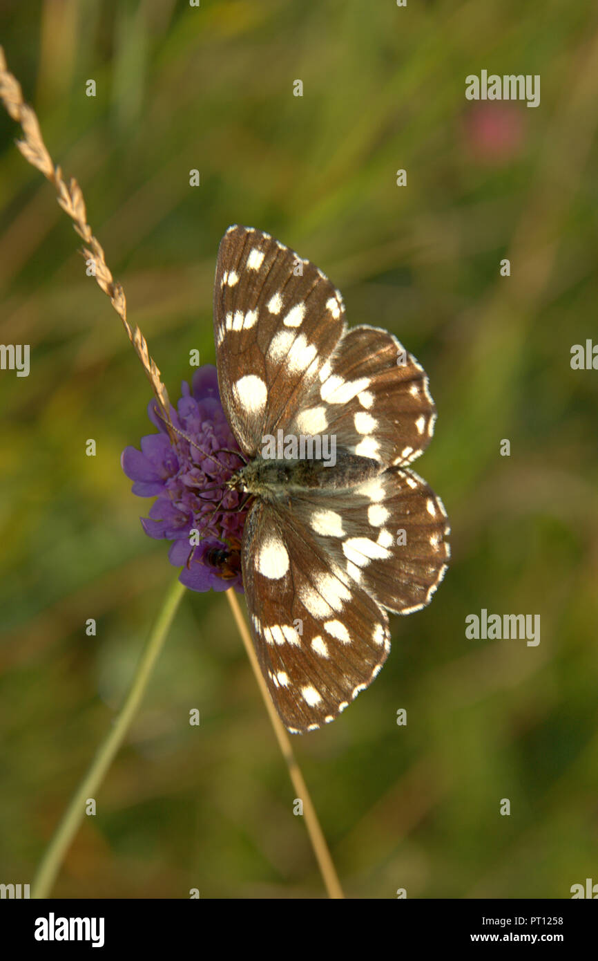 Ailes de papillon ont ouvert noir, brun et blanc couleur Banque D'Images