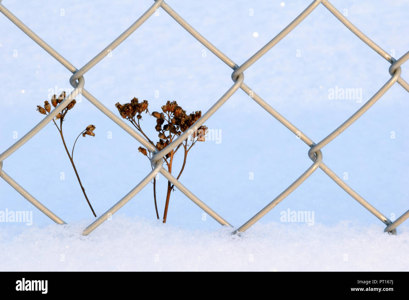 Plante sèche à côté de chainlink fence in snow Banque D'Images