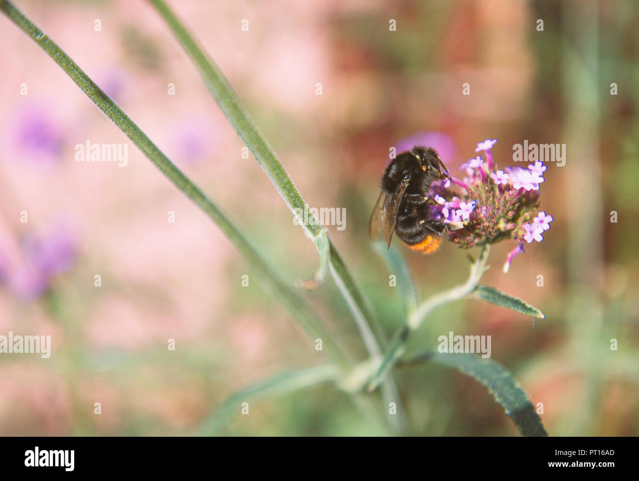 Bumblebee la collecte du pollen de purpletop vervain. Banque D'Images