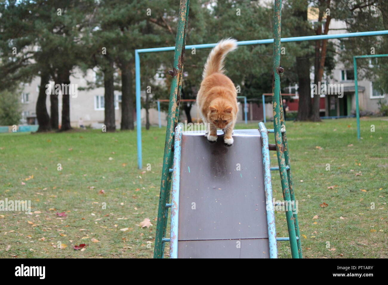 Belle fluffy cat play orange vif en automne journée chaude Banque D'Images