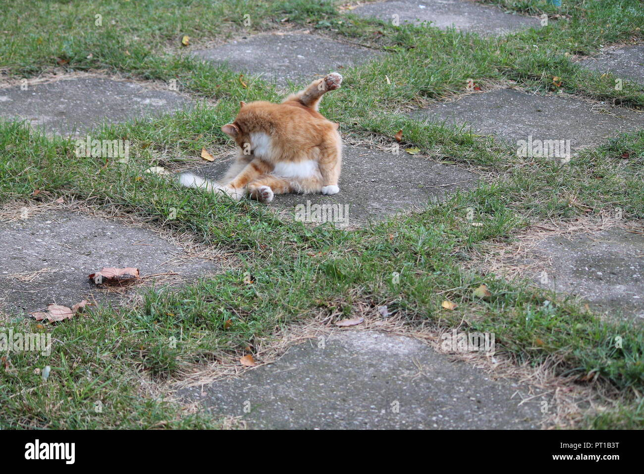Belle fluffy cat orange vif reste pour nettoyer en fourrure chaude journée d'automne Banque D'Images