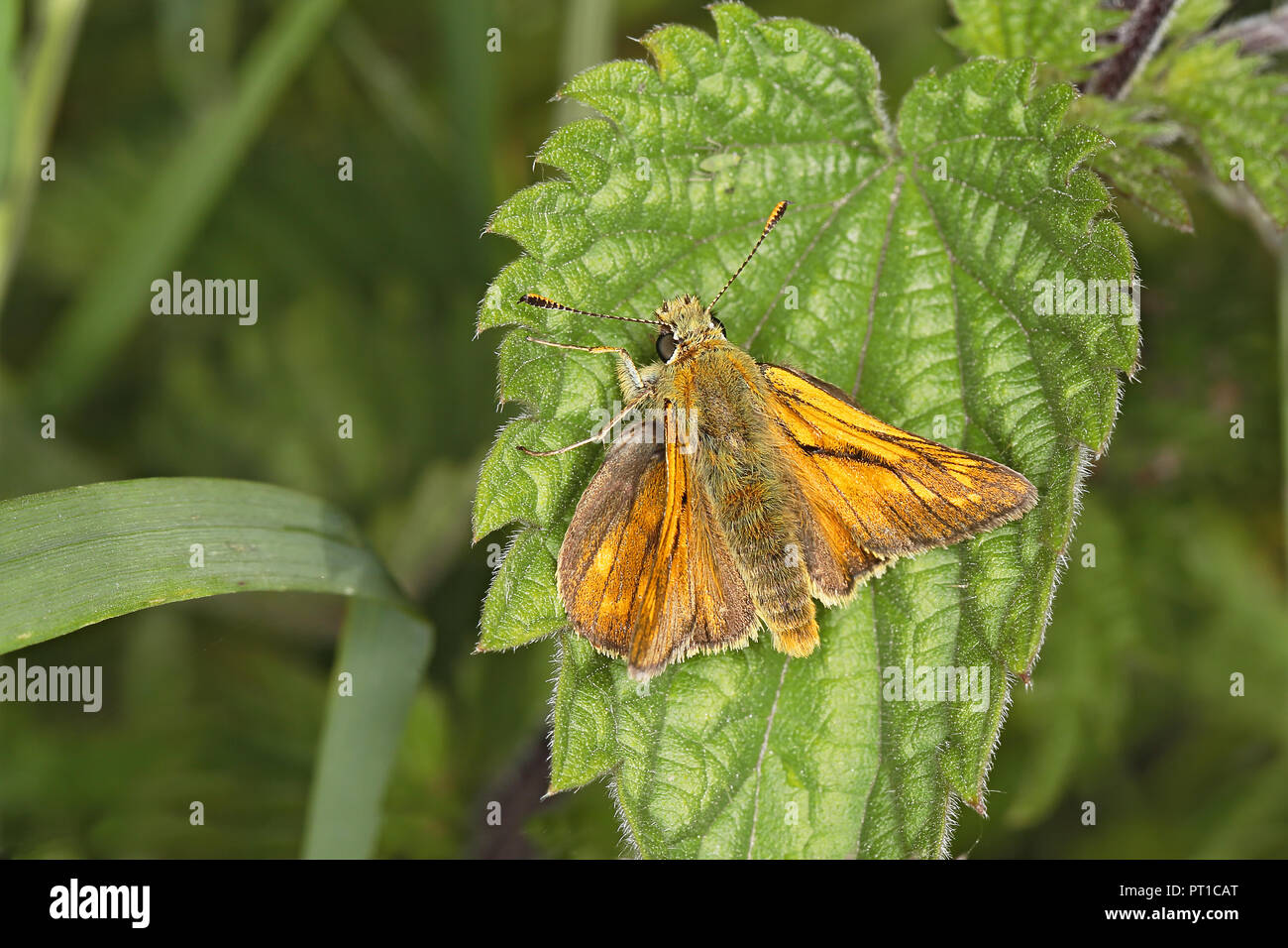 Grand Skipper (Ochlodes sylvanus) mâle reposant sur leaf meadow Cheshire UK juin 51504 Banque D'Images