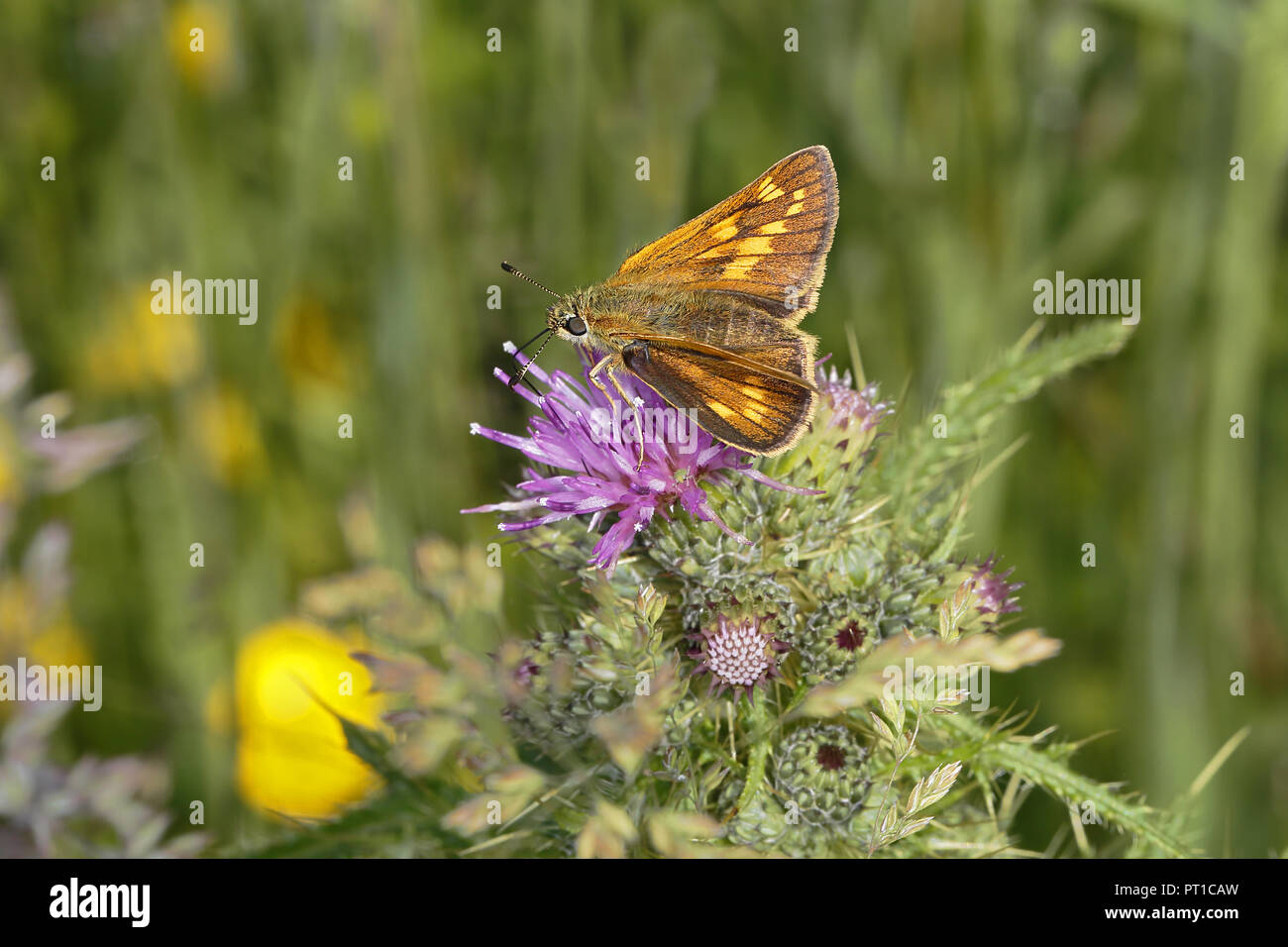 Grand Skipper (Ochlodes sylvanus) alimentation mâle sur Thistle flower meadow Cheshire UK juin 51544 Banque D'Images