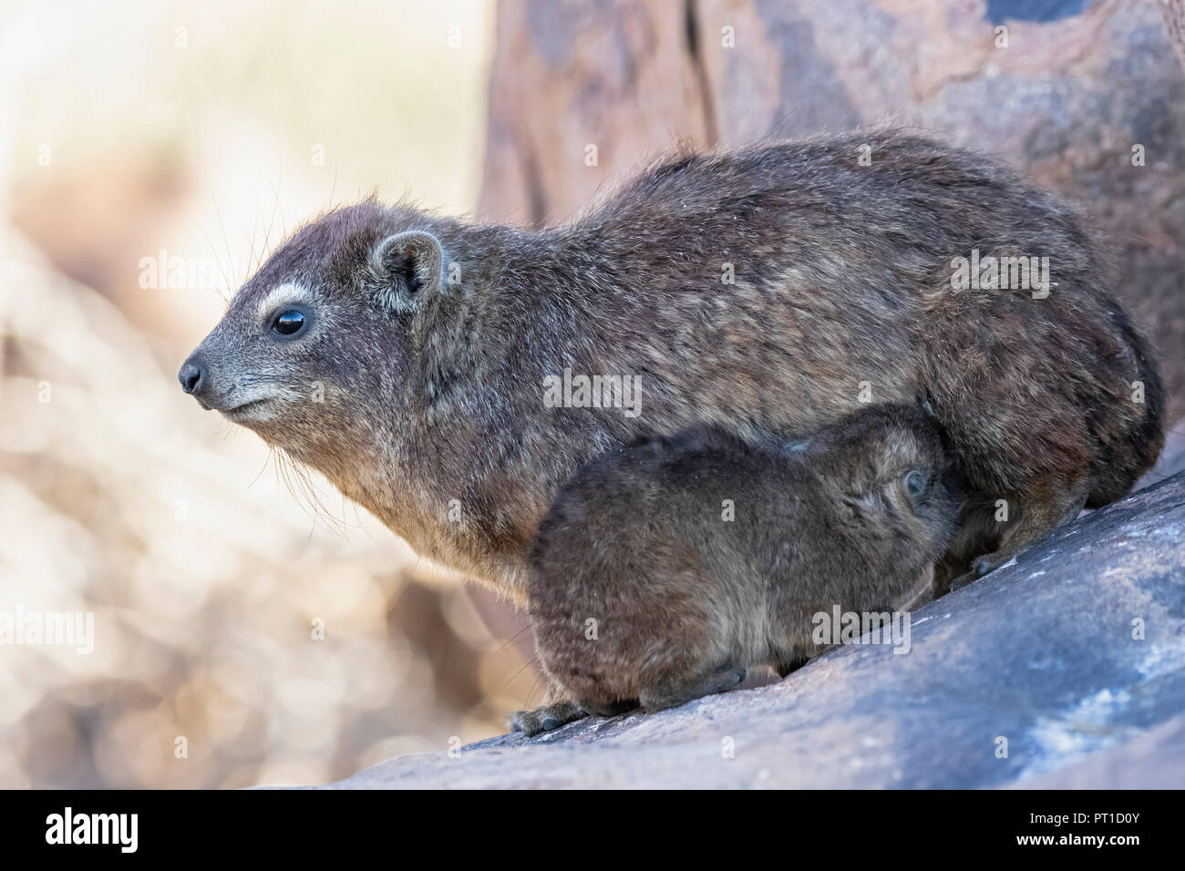 La Namibie, Keetmanshoop, Rock dassie, Procavia capensis, Mère et jeune animal en lactation, Banque D'Images