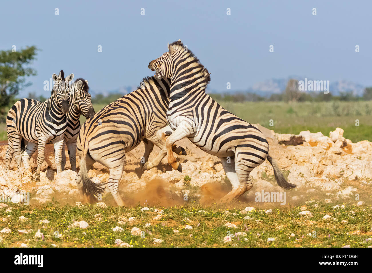 L'Afrique, la Namibie, Etosha National Park, burchell Equus quagga burchelli zèbres, combats, Banque D'Images