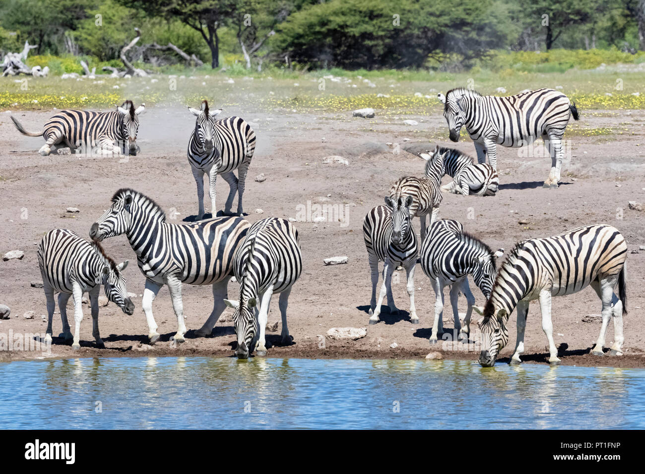 L'Afrique, la Namibie, Etosha National Park, burchell Equus quagga burchelli zèbres, au point d'Chudop, Banque D'Images