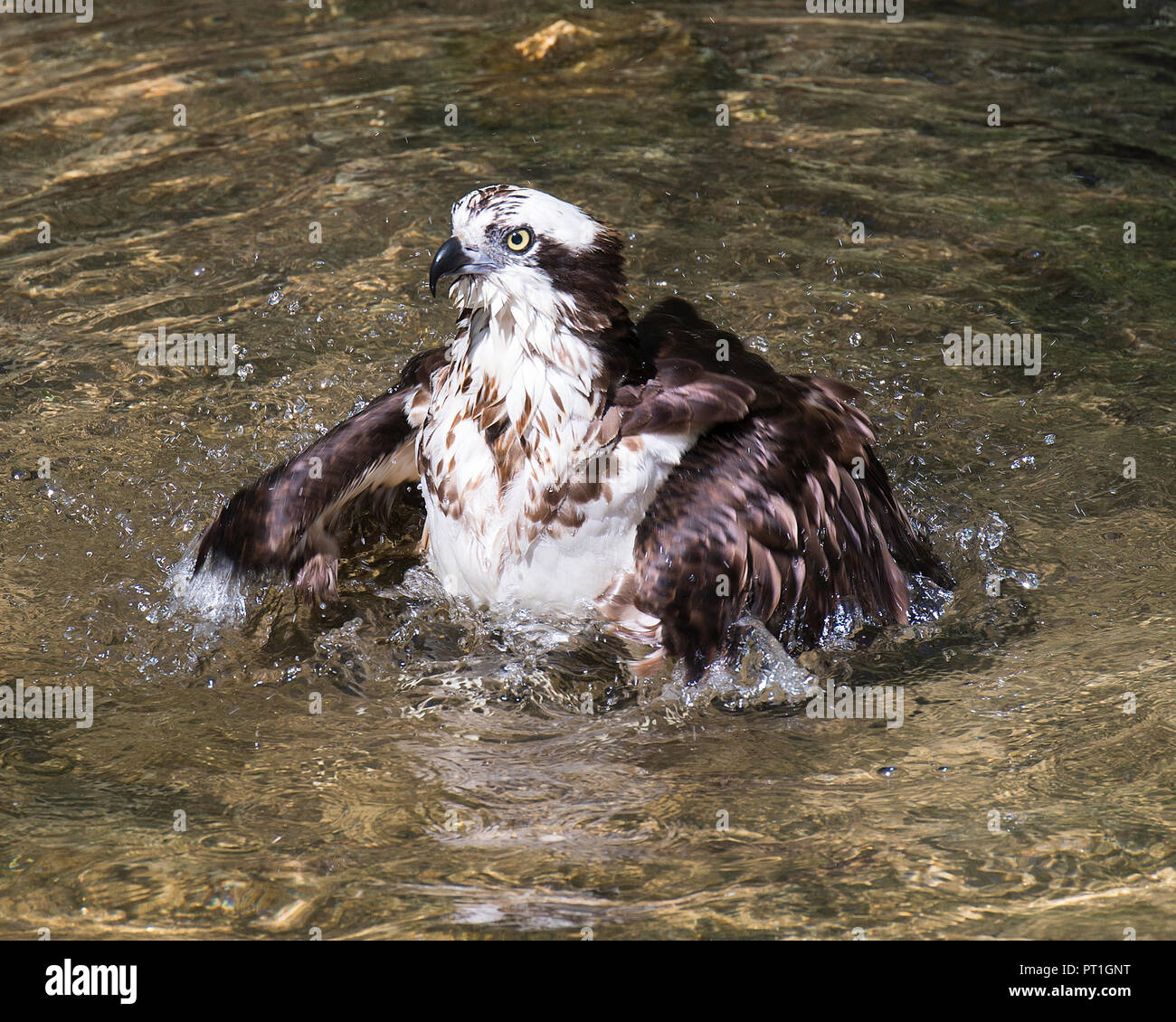 Profiter de ses oiseaux Balbuzard pêcheur dans l'eau environnante. Banque D'Images