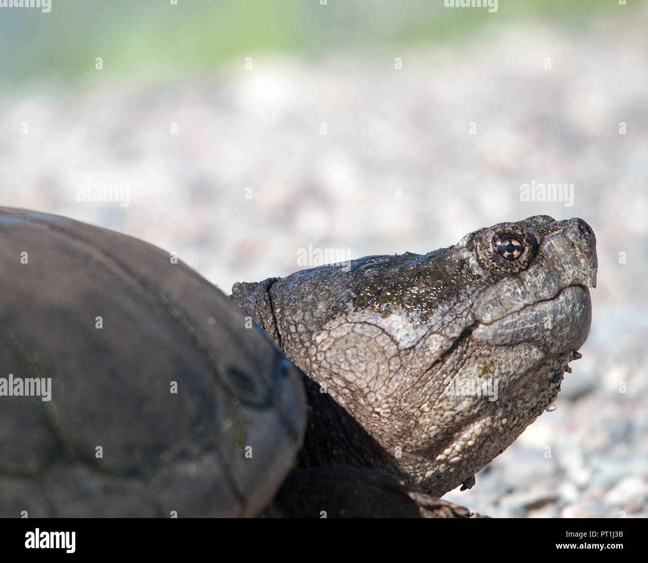 Tortue serpentine chef close up dans son environnement. Banque D'Images