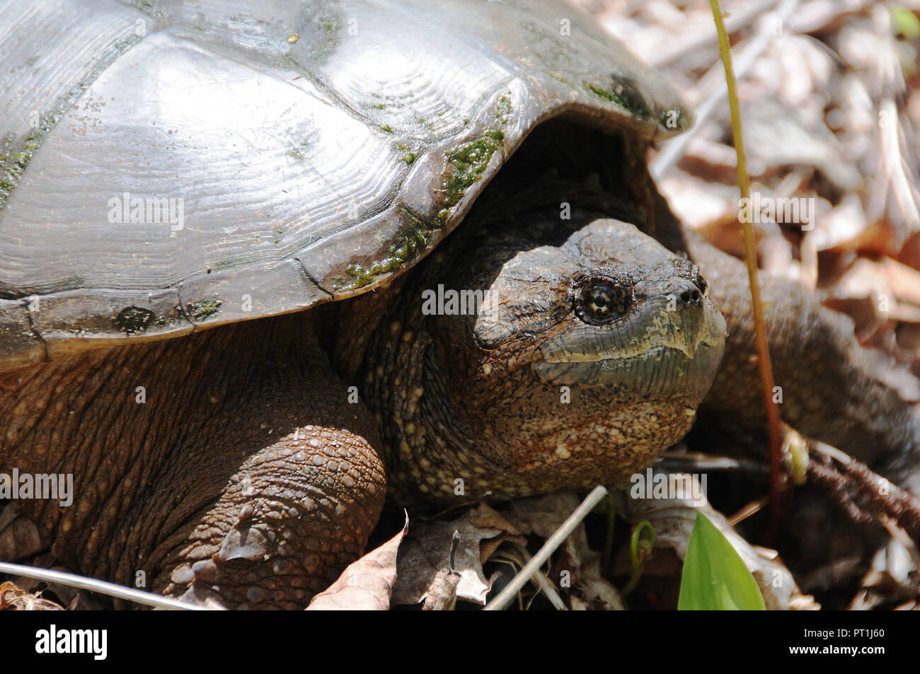 Tortue serpentine dans son environnement. Banque D'Images