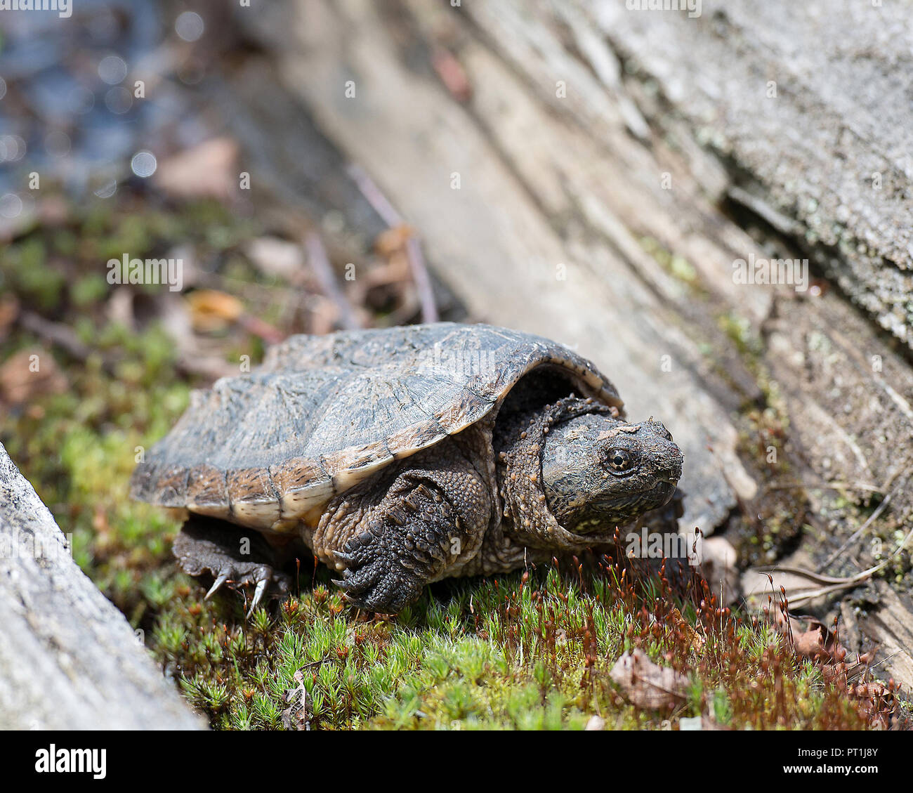 Bebe Tortue Serpentine Close Up Vue De Profil Sur Mousse Affichage Turtle Shell Tete Yeux Nez Pattes Avec Un Arriere Plan Flou Dans Sa Phase De Croissance Photo Stock Alamy