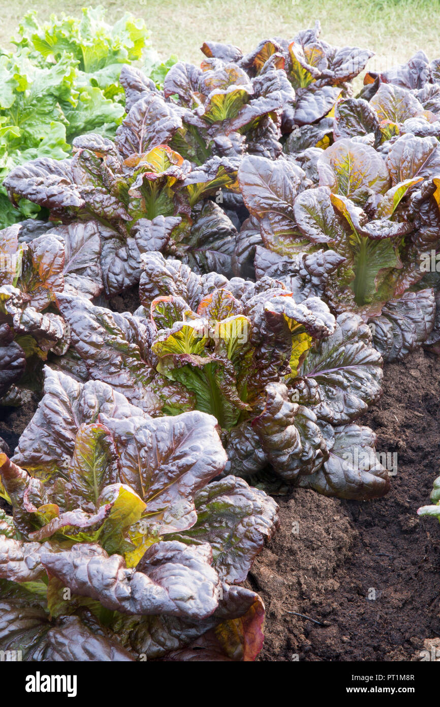 Lettuces bio - culture de laitue en rangées sur une allotissement, Lactuca sativa - laitue Nymans - variété du patrimoine - été - Angleterre britannique Banque D'Images
