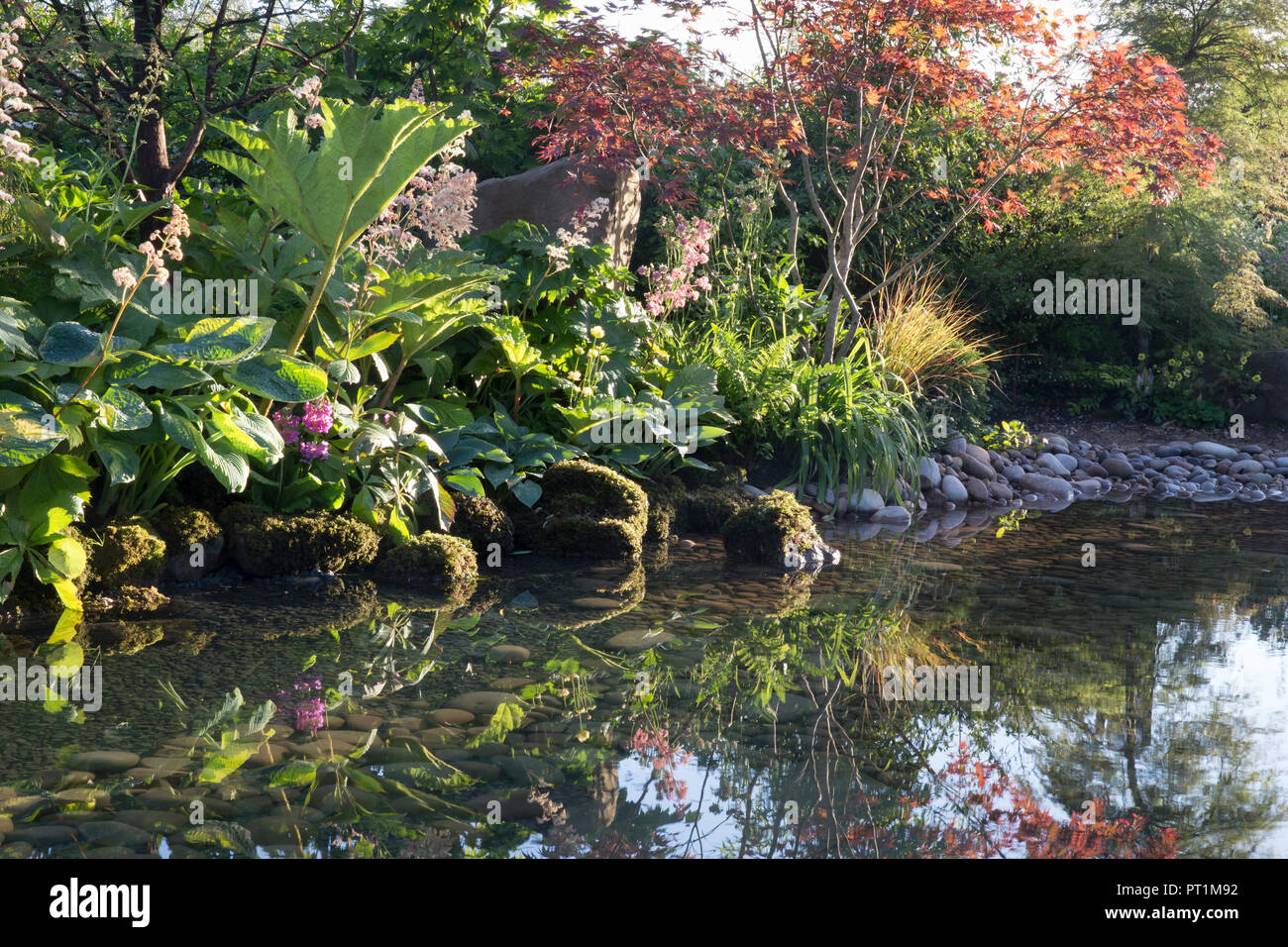 Jardin japonais grande eau d'étang avec des pierres couvertes de mousse avec, Gunnera manucata - Rodgersia aesculifolia - Acer Palmatum Trees - Angleterre Royaume-Uni Banque D'Images