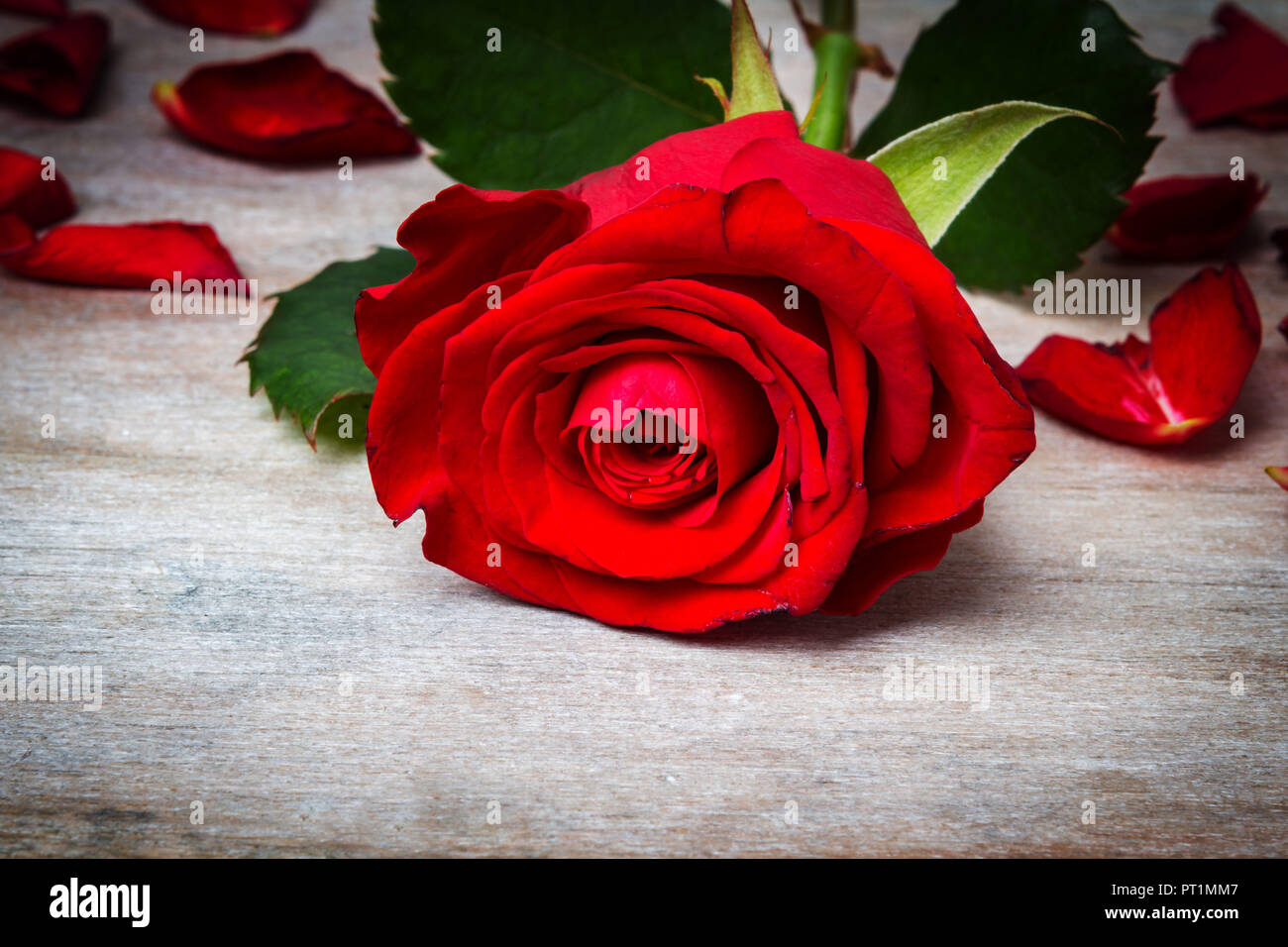 Une rose rouge et des pétales Banque D'Images