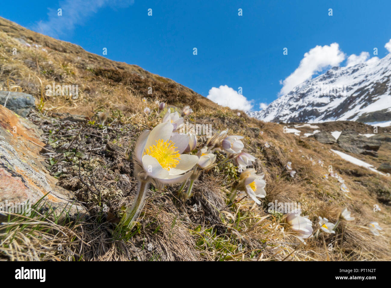 Floraison de printemps de Pulsatilla vernalis, Forni, vallée Valfurva, district de SOndrio, Lombardie, Italie, Banque D'Images