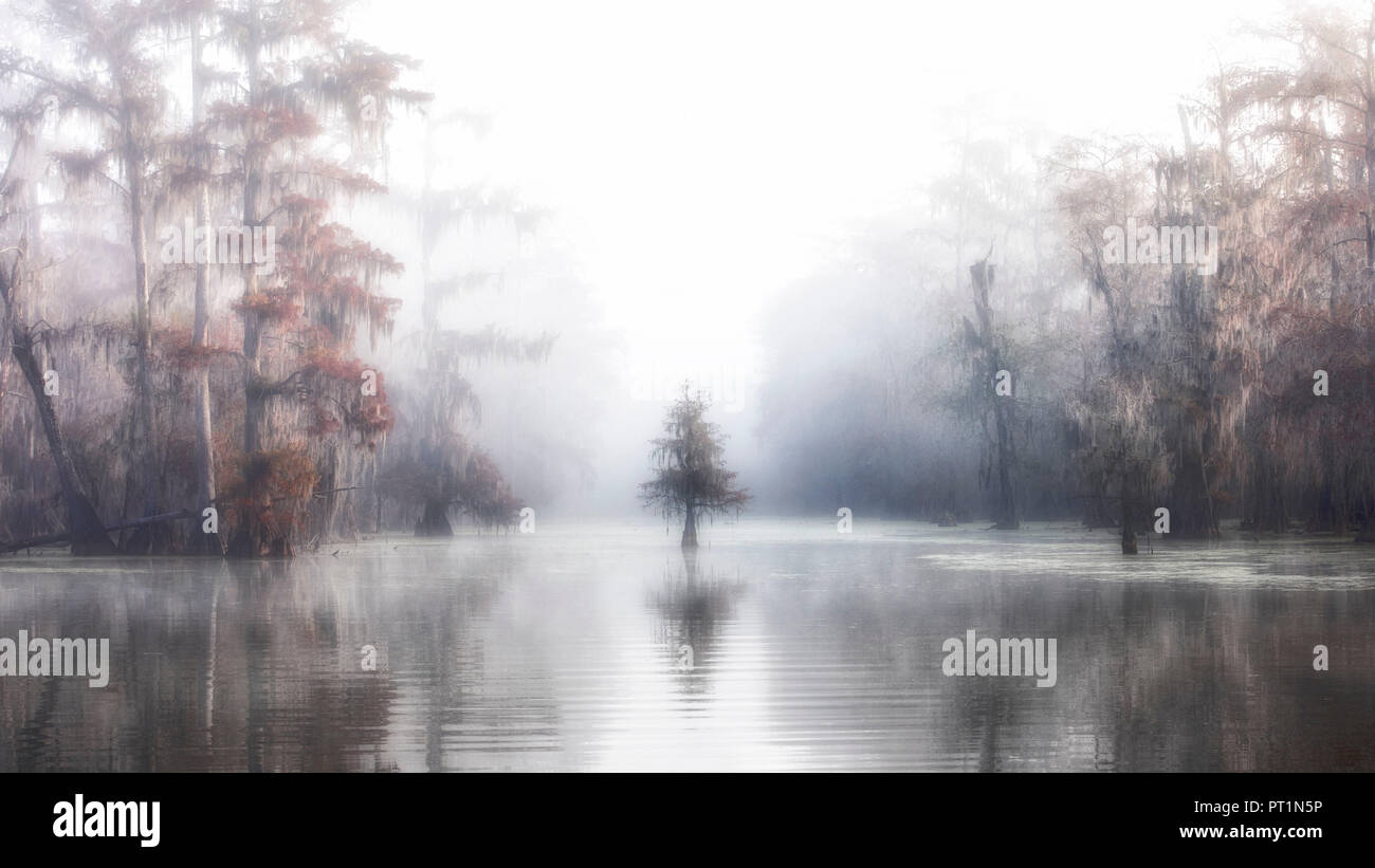 Lonely Taxodium distichum dans la brume, le cyprès chauve, le lac Martin, bassin Atchafalaya, Breaux Bridge, Louisiana, United States Banque D'Images