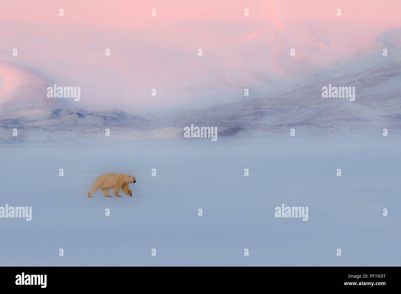 L'ours polaire (Ursus maritimus) dans Billefjorden, près de Pyramiden, dans l'ouest de l'île de Spitsbergen, Svalbard, Banque D'Images