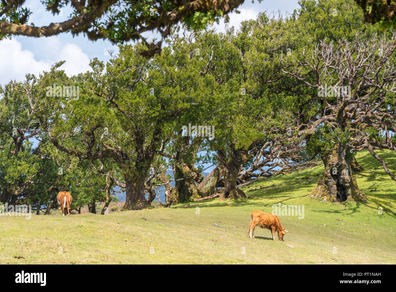 Vaches qui paissent sous Laurel arbres dans la forêt Laurisilva, UNESCO World Heritage Site, fanal, Porto Moniz, municipalité de la région de Madère, Portugal, Banque D'Images