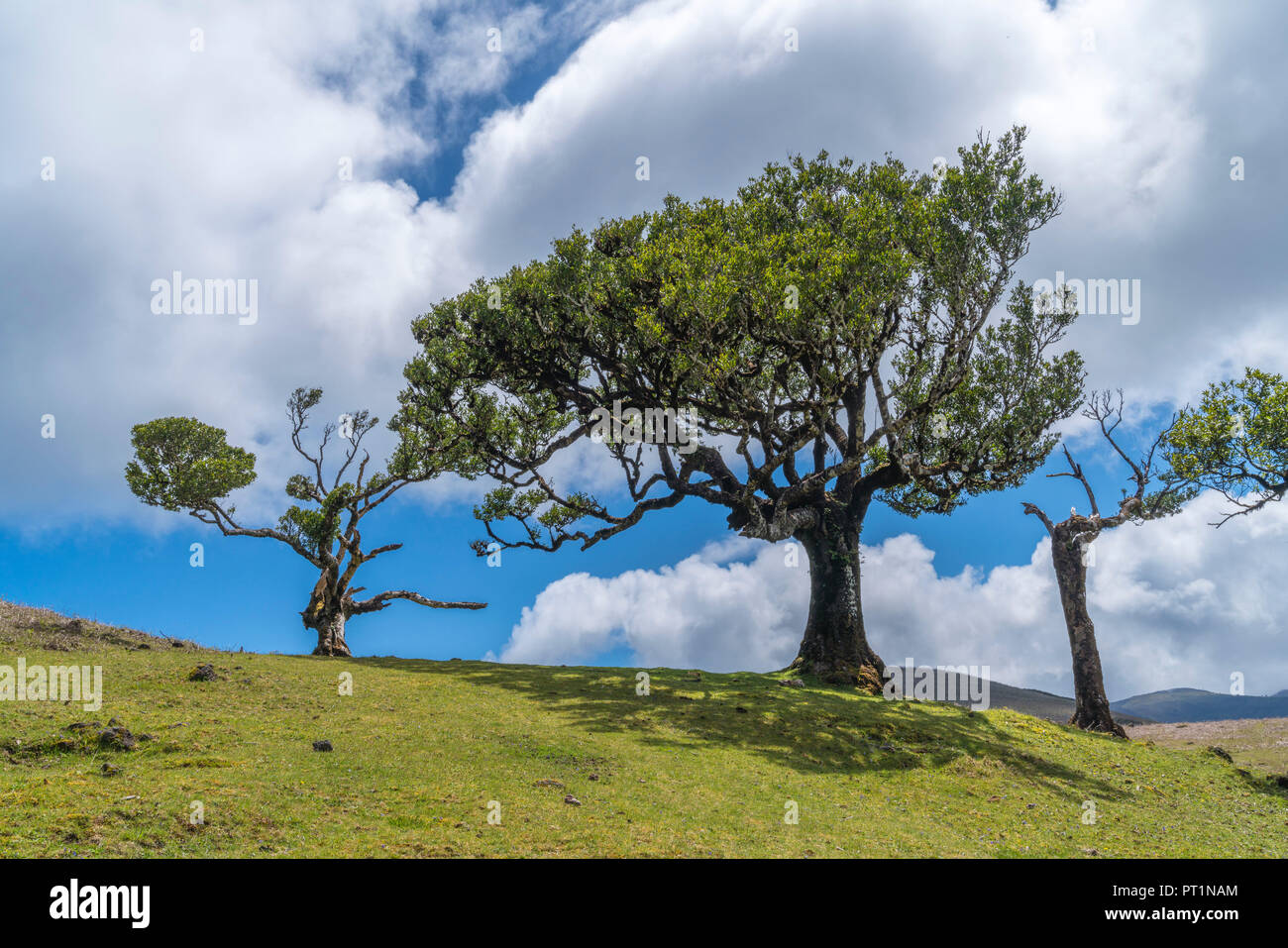 Laurel arbres dans la forêt Laurisilva, UNESCO World Heritage Site, fanal, Porto Moniz, municipalité de la région de Madère, Portugal, Banque D'Images