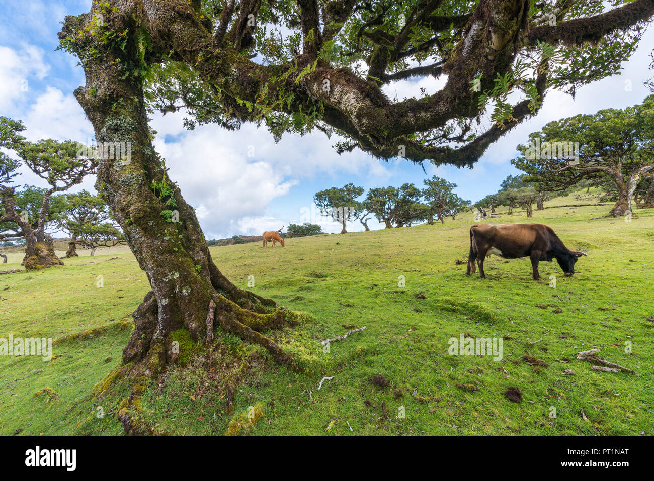 Laurel arbres et deux vaches dans la forêt Laurisilva, UNESCO World Heritage Site, fanal, Porto Moniz, municipalité de la région de Madère, Portugal, Banque D'Images