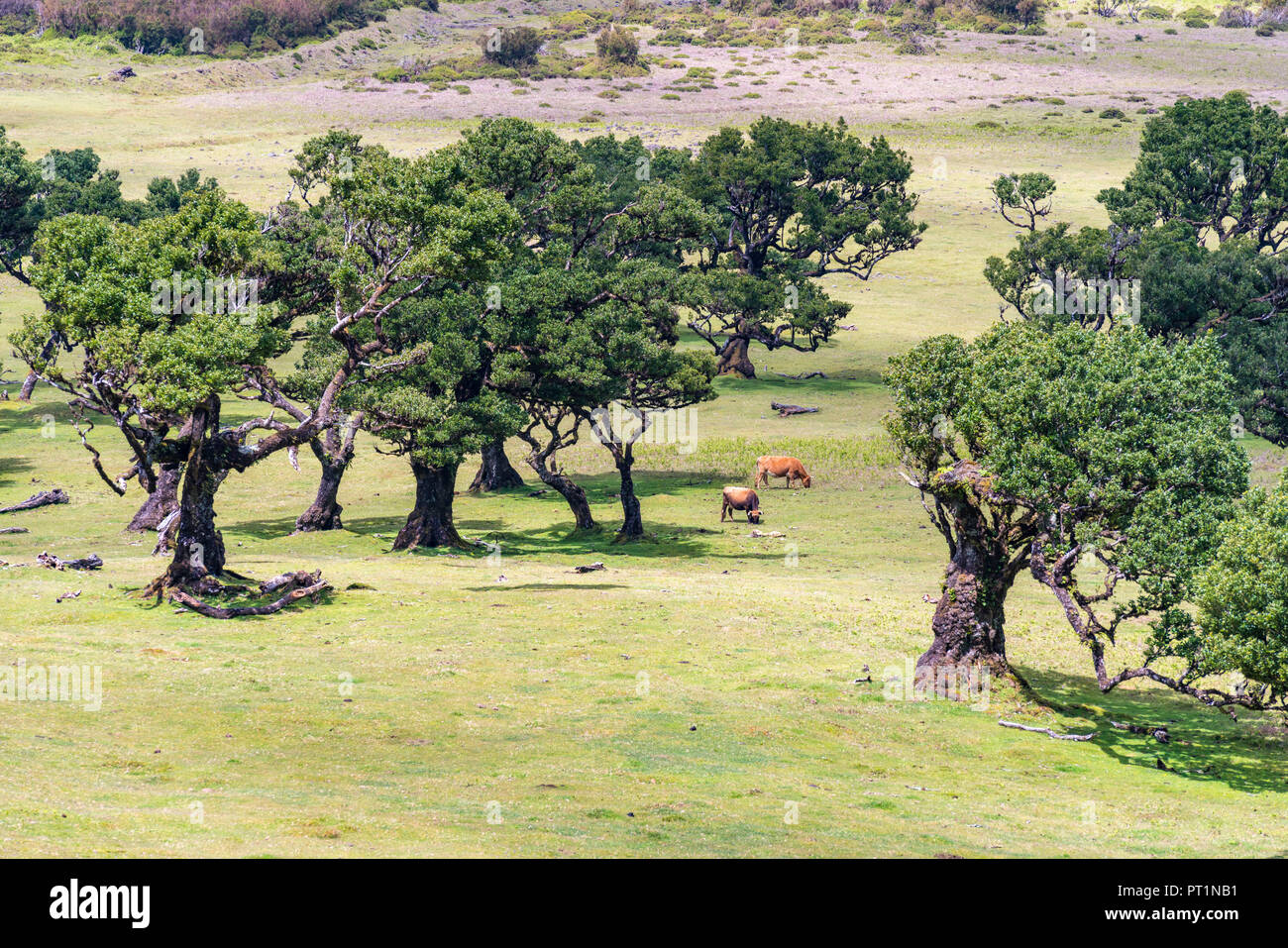 Vaches qui paissent sous Laurel arbres dans la forêt Laurisilva, UNESCO World Heritage Site, fanal, Porto Moniz, municipalité de la région de Madère, Portugal, Banque D'Images