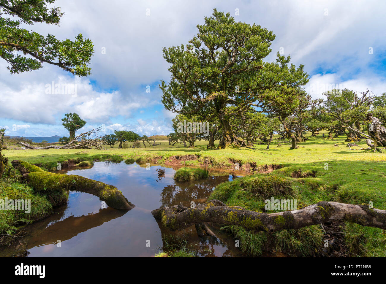 Laurel arbres et piscine dans le site de l'UNESCO, de la forêt Laurisilva Fanal, Porto Moniz, municipalité de la région de Madère, Portugal, Banque D'Images