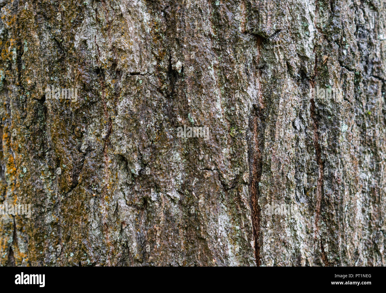 Parcs et forêts,concept texture-close-up d'écorce sur un arbre dans une forêt humide dans le nord. Banque D'Images