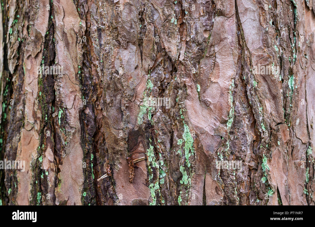 Parcs et forêts,concept texture-close-up d'écorce sur un arbre dans une forêt humide dans le nord. Banque D'Images