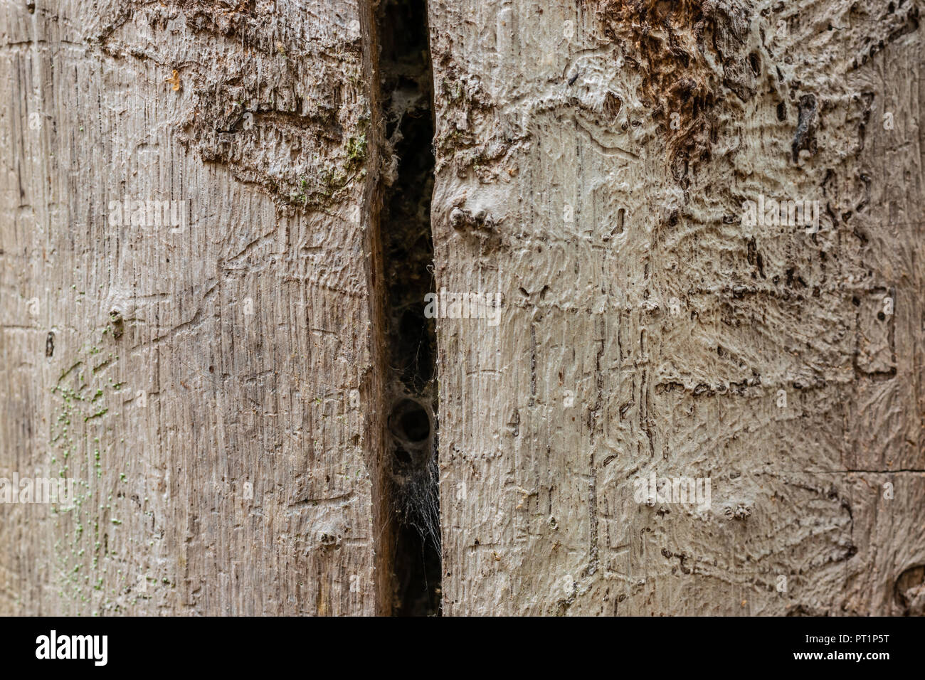 Parcs et forêts,concept texture-vieil arbre sans écorce, détruit par woodworms. Banque D'Images
