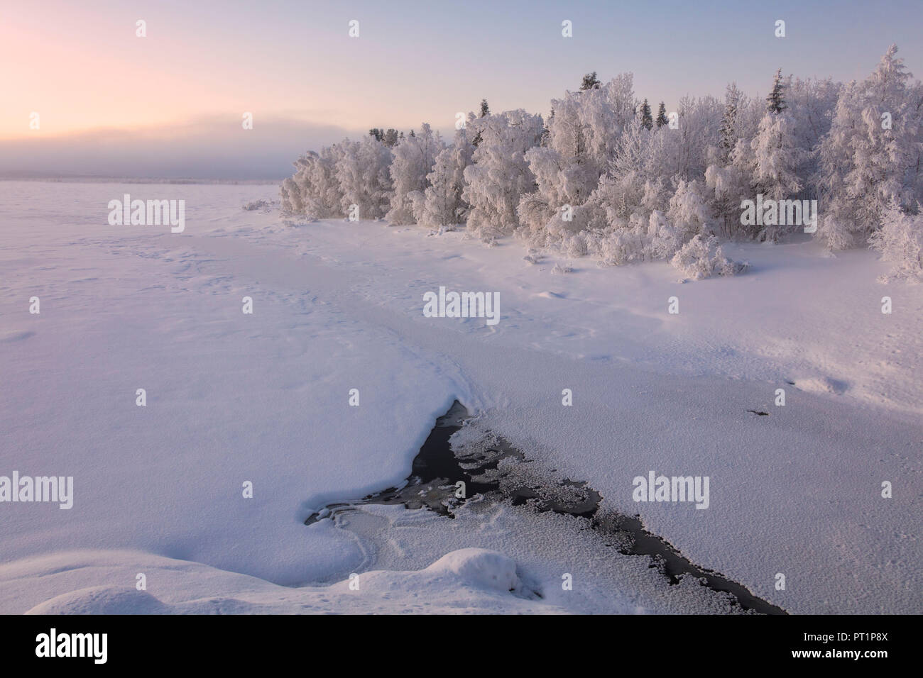 Dans les arbres couverts de glace Snowy Woods, Muonio, Laponie, Finlande Banque D'Images