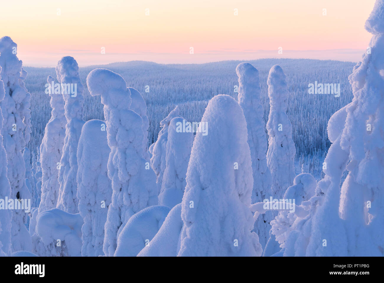 Frozen forest, Parc National de Riisitunturi, Espoo, Helsinki, Finlande Banque D'Images