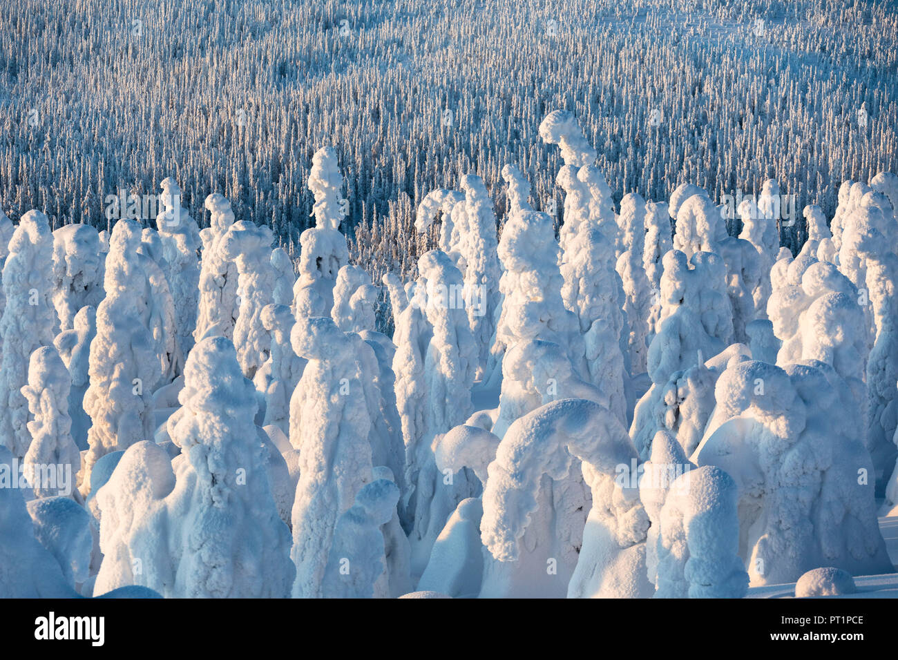 Frozen forest, Parc National de Riisitunturi, Espoo, Helsinki, Finlande Banque D'Images