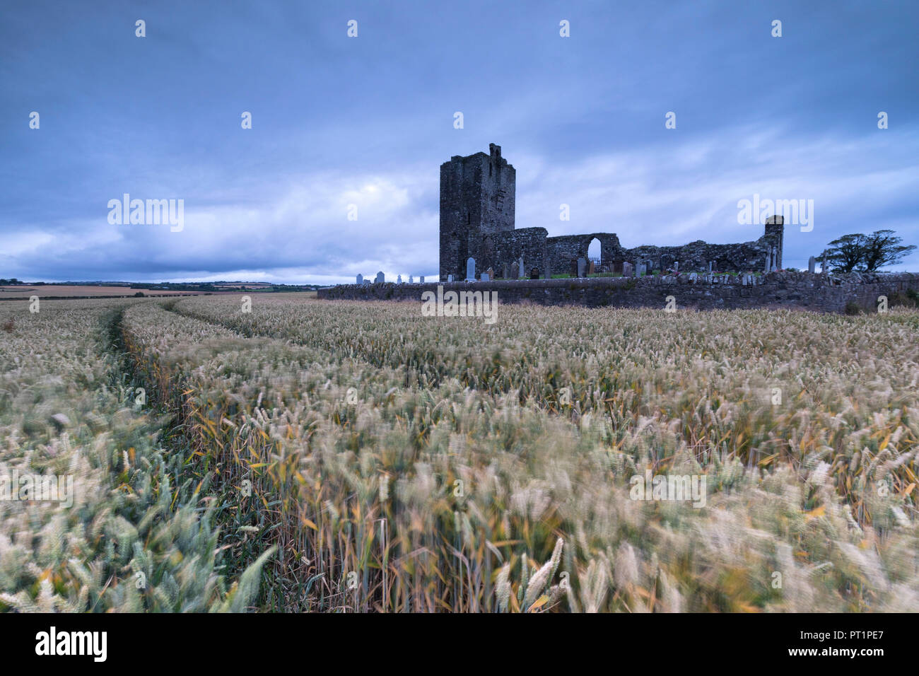 Champs de blé oreilles autour d'Baldongan Château et l'Église, Skerries, comté de Dublin, Irlande Banque D'Images