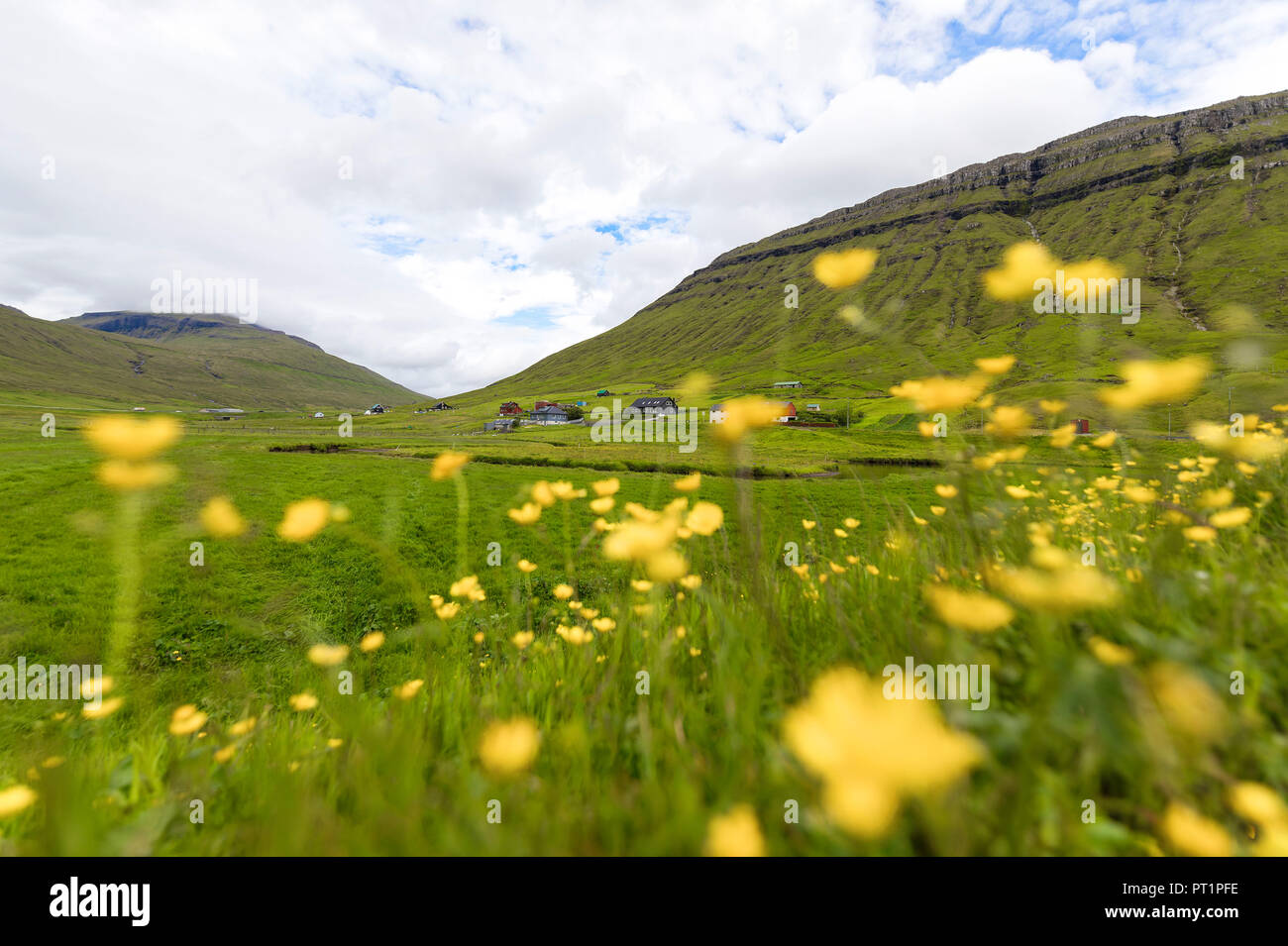 Fleurs sauvages sur les vertes collines de l'Kollafjorour, Municipalité de Torshavn, Streymoy Island, îles Féroé, Danemark Banque D'Images